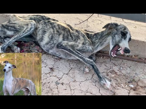 Голодомор собаки The thinnest dog in the world is the Holodomor Самая худая собака в мире