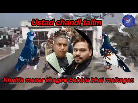 Khalifa mazar ke shagird babblu bhai malkaganj urban pigeons