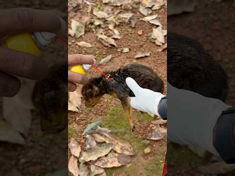 Poor pupy🥺 plz help street dogs 🙏🐶🥺🙏 #shorts #youtubeshorts #trending #pets