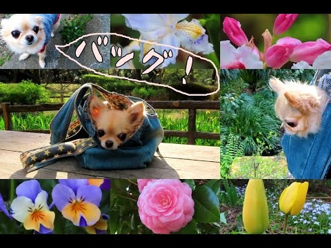 【話す犬】📢「バッグでお散歩したい！」🐶チワワの春＆きれいなお花たち🌷[Talking dog] 🐾Chihuahua wants to take a walk in my bag🌼