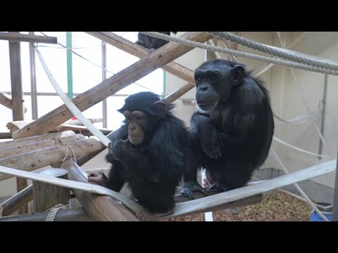 Fuku-chan worries about Chiyo-chan.　 Kamine Zoo Chimpanzee 202412