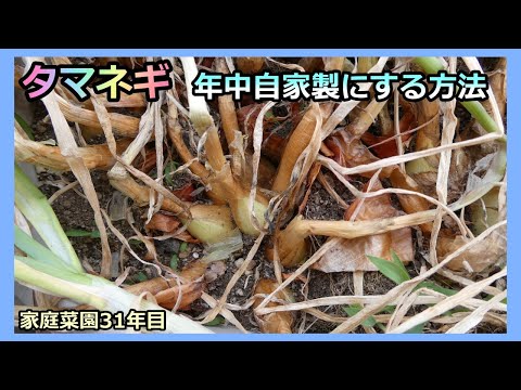 【タマネギ 1年中自家製にする方法】購入苗と自家苗の場合 家庭菜園31年目