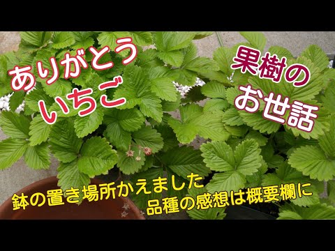 【家庭菜園】いちご🍓の片付けをしました‼栽培と収穫の楽しさをありがとう！