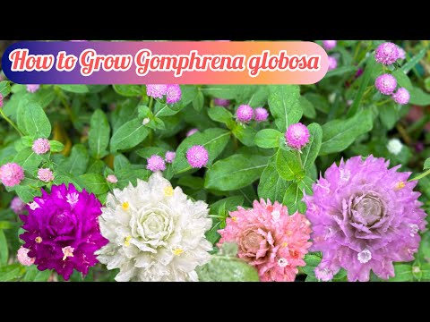 How to Grow Gomphrena 💮| From seeds to Flowers | How to get plenty of flowers |  🌸🌸