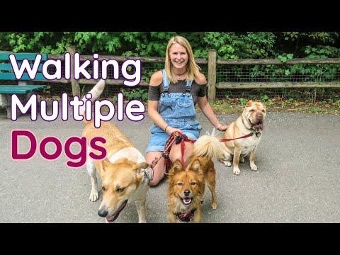 The SECRET to Walking Multiple Dogs AT THE SAME TIME