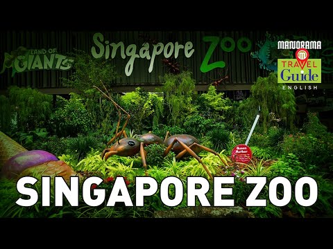 Singapore Zoo | MM Travel Guide | Singapore Tourist Places | Singapore Travel Videos | Mandai Zoo