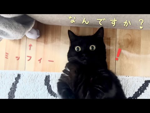 意地でも寝転がりながらおもちゃで遊びたい黒猫