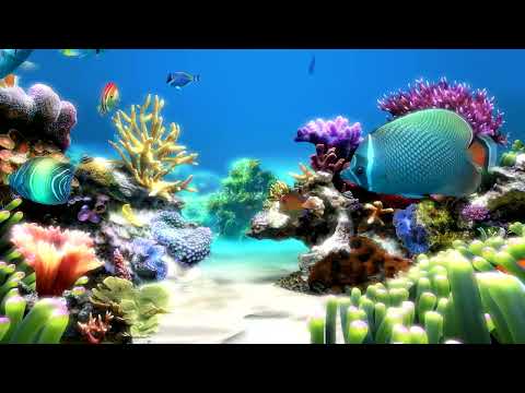 Relaxing Dream Aquarium Fish Tank | Saltwater Tank Screen Saver | No Music Just Water Sounds 3 Hours