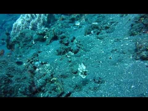 Diving in Tulamban