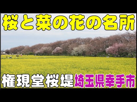 桜と菜の花・埼玉の名所　権現堂桜堤　埼玉県幸手市