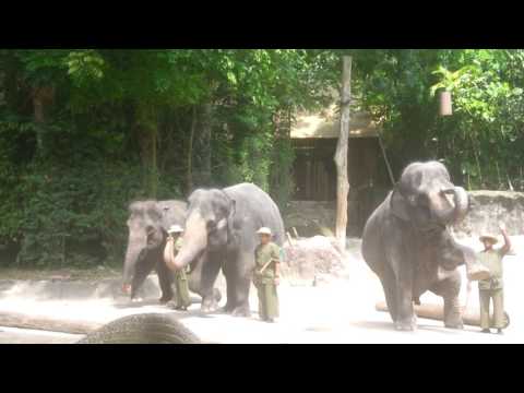 新加坡動物園_大象工作與嬉戲