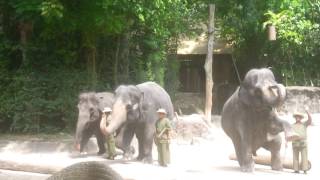 新加坡動物園_大象工作與嬉戲