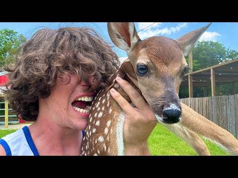 Why I Ate this Baby Deer (apology video)