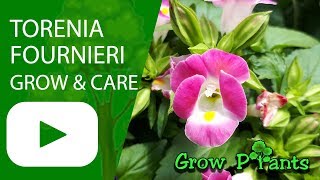 Torenia fournieri - grow & care - (Wishbone flower)