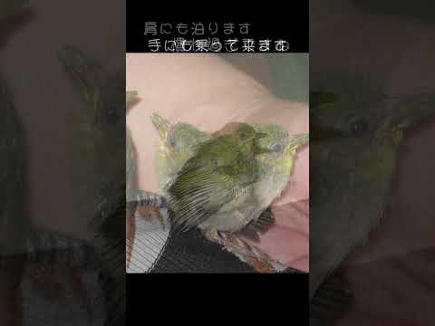 メジロの保護飼育　雛から成鳥までの１か月間の飼育記録　愛玩目的での飼育は禁じられてますので成鳥なった後は、自然界に戻しています　詳細は本編でご覧いただけます