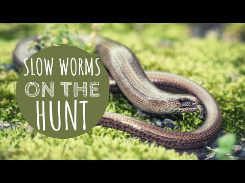 Slow Worms Feeding at Night in 4K