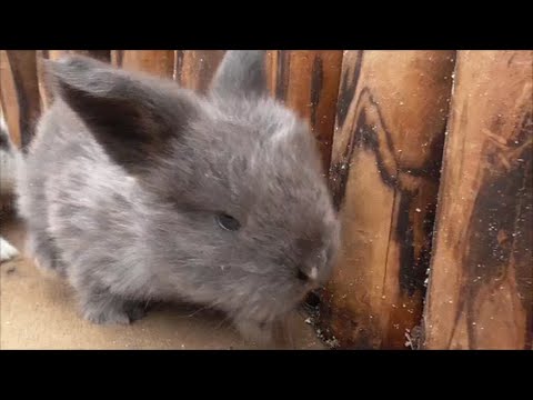 癒される「ふれあい動物園」大人気かわいいライオンラビットの赤ちゃん2016 7 16