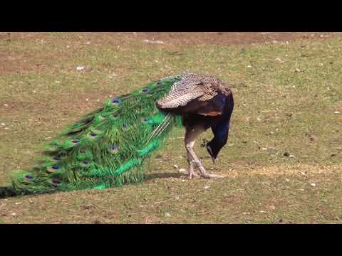 伊豆シャボテン動物公園｜いろいろな鳥たち