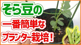 【家庭菜園】ソラマメ！の一番簡単なプランター栽培方法！１２月でも植えられます！アブラムシ対策も解説！【シェア畑】【ベランダ菜園】【そら豆】