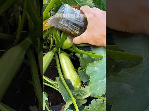 The three best organic fertilizers for zucchini #zucchini #fertilizing #fertilizer