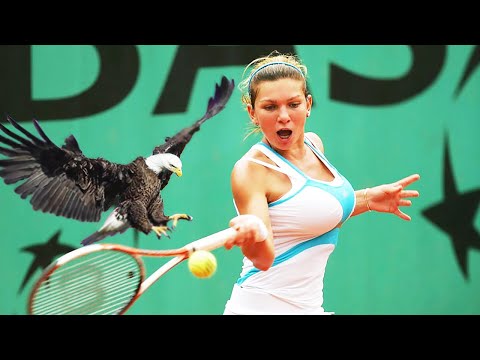 20 EPIC MOMENTS WITH ANIMALS IN SPORTS