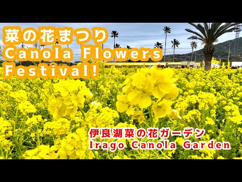 #菜の花 まつり 伊良湖菜の花ガーデン #愛知県 #田原市 / #canola flowers festival #japan 菜の花祭り 渥美半島