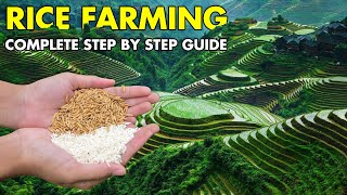 Rice Farming / Paddy Cultivation | Complete Growing Guide from Seeding to Harvest