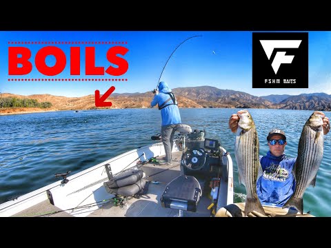 Striper Boils, Trolling and Topwater Bass!-Castaic Lake