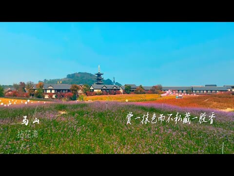 【无锡马山】七里风光堤，它是太湖中的莫奈花园，绝美景观  #无锡 #wuxi