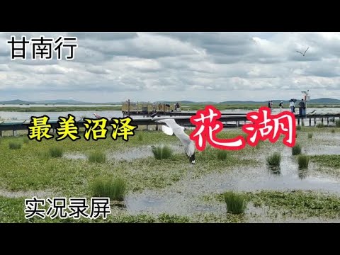 甘南行 最美沼泽 花湖 实况录屏 2024.6.22