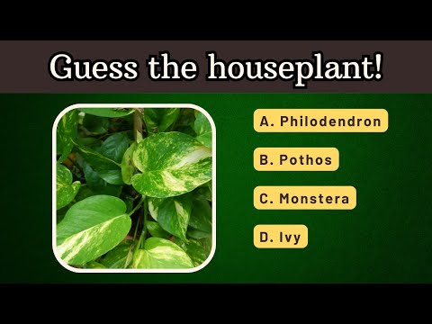 Think You Know Houseplants? Try to Identify These 27 Plants!