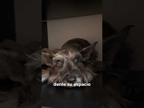 Los perros también tienen días malos. ¿Sabes cómo ayudarle a tu perrito? #shorts