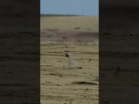 Slow Motion Prairie Dog Eradication #hunting #pestcontrol