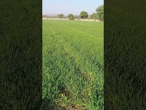 #farming #khetibadi #khet #kheti  #farminglife  #farmingvlogs #shortsfeed #kisan #facts #ytshorts