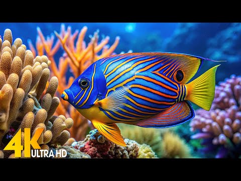 The Best 4K Aquarium - Dive Into The Mesmerizing Underwater Realm, Sea Jellyfish, Coral Reefs #3