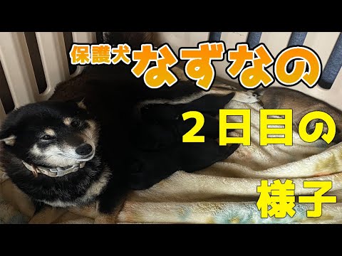 【保護犬なずな】なずなと可愛い赤ちゃん