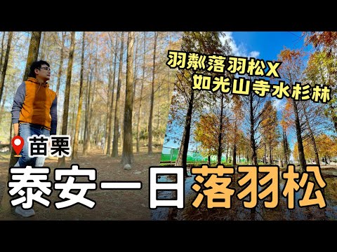 【🚂苗栗】泰安冬季限定！羽粼落羽松 x 如光山寺水杉林 | 還有舊火車站的復古風情 | Taiwan 🇹🇼 Travel