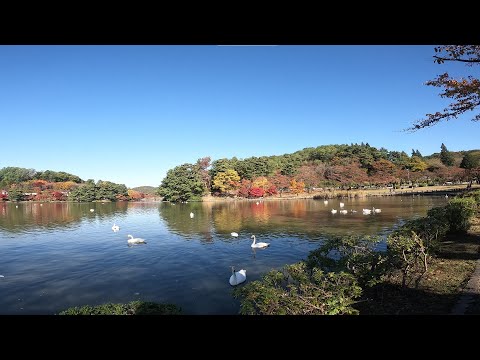 仙台_盛岡高松の池_ダイワロイネットホテル盛岡駅前（2021年10月宮城岩手観光4日目）