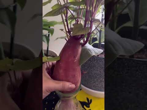 Sweet Potato  Propagation  #rooting  #planting #plantingtips