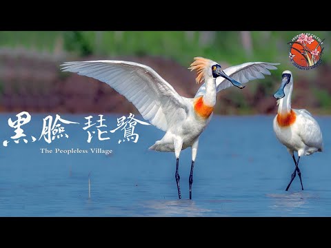 跨越万里！《黑脸琵鹭》带你领略鸟类世界的生命奇迹  The Peopleless Village  #大连 #黑脸琵鹭