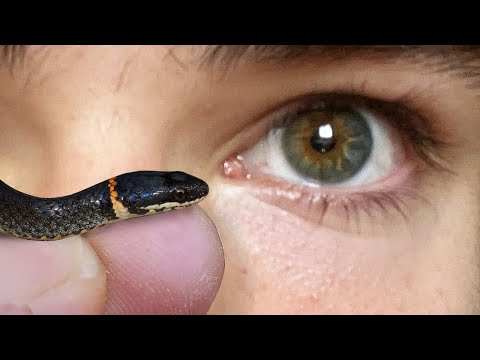 Tiny Snakes of Florida!