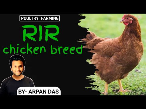 Rhode Island Red Chicken Breed l #poultry by ecohill agri l #poultryfarming #livestock