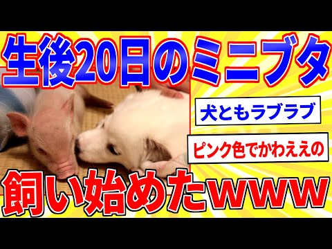 I started raising a 20-day-old mini pig lol [2ch funny thread slow commentary]