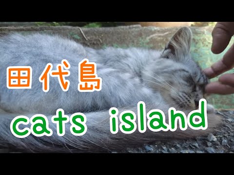 阿部ツ商店前でなでなでPetting in front of Abetsu Shoten　【田代島】【２０２４秋】【猫島巡り】