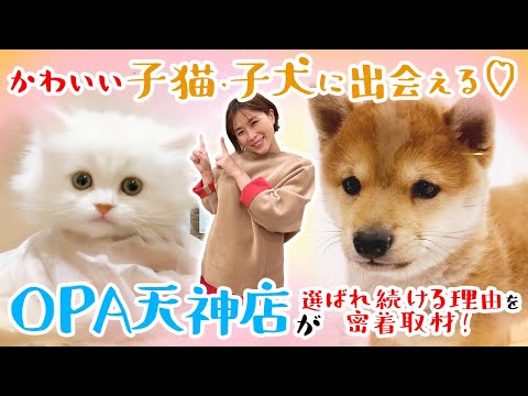 【福岡】かわいい子猫・子犬にメロメロ♡ ペットショップOPA天神店が選ばれ続ける理由を秘蔵映像とともにお届け！