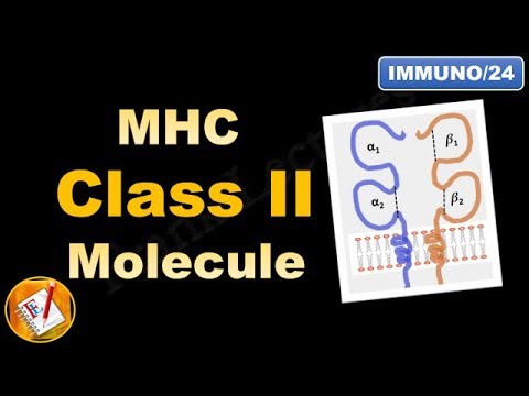 MHC Class II molecule : Structure and Role (FL-Immuno/24)