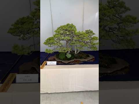 49th Sakufu Bonsai Exhibition. #bonsai #盆栽 #bonsaiexhibition