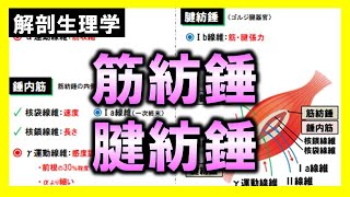 【解剖生理学（感覚器系）】筋紡錘・腱紡錘