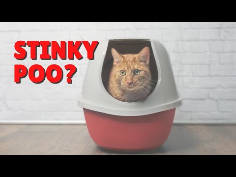 Stinky Cat Poop - Why? | Two Crazy Cat Ladies