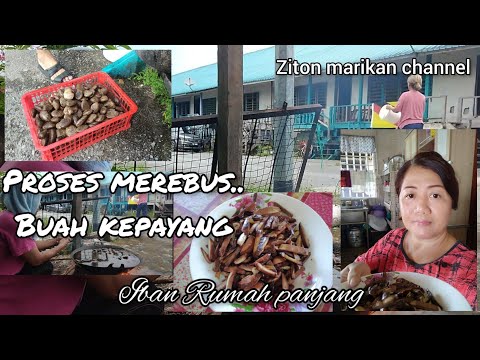 Proses Merebus Buah kepayang.. Iban rumah panjang.